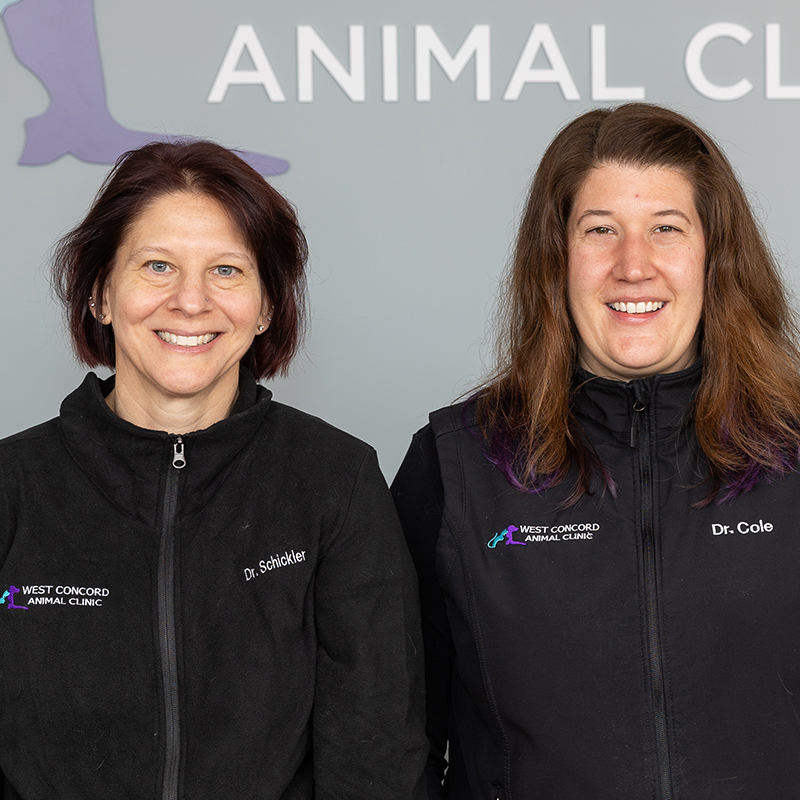 Concord MA Rabbit Veterinary Care for Animals