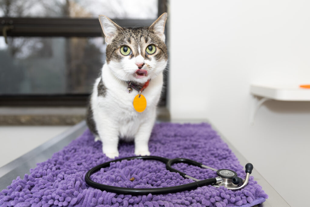 Common Digestive Problems in Dogs and Cats