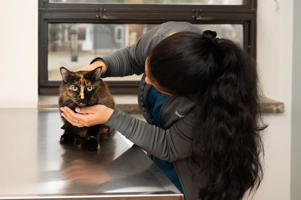 Emergency Vet vs Regular Vet: How to Know Where to Go