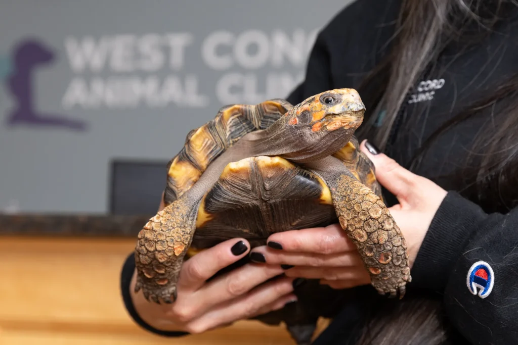 Concord MA Reptile Veterinary Care for Animals