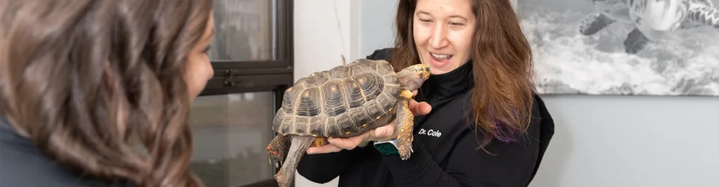 Turtle Vet Clinic in Concord Massachussets
