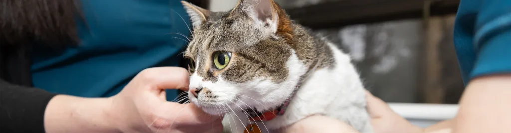 Kitten Vaccinations: What Your Cat Needs in the First Year