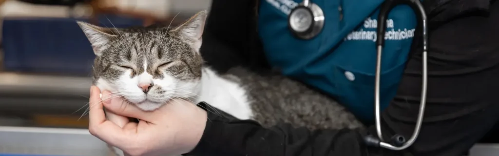 Pet Vaccinations in Concord MA: What Your Dog or Cat Actually Needs