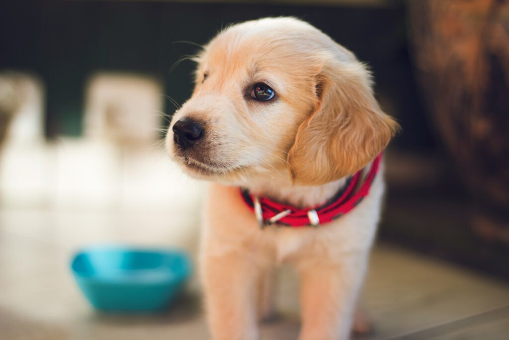 How to Help Your Pet Maintain a Healthy Weight