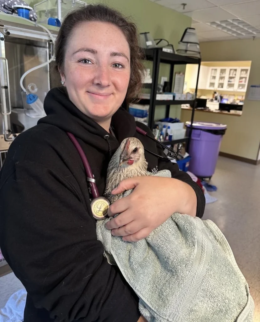 avian vet clinic in concord massachussetts