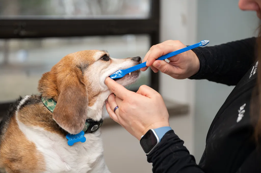 Dental Care - West Concord Animal Clinic