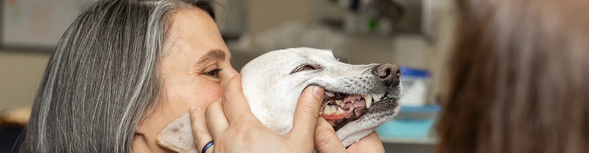 pet dental disease
