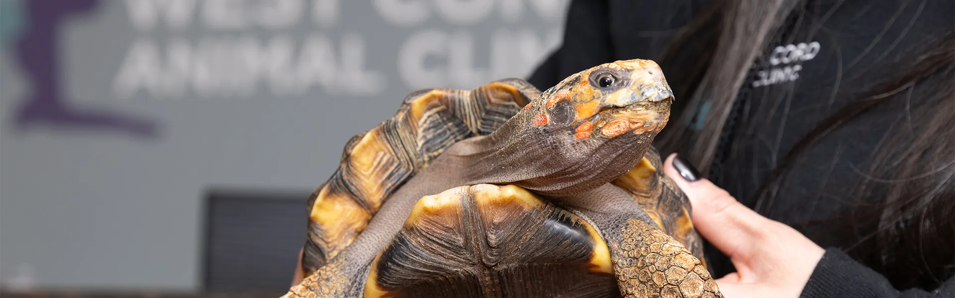 exotic pet vet concord ma