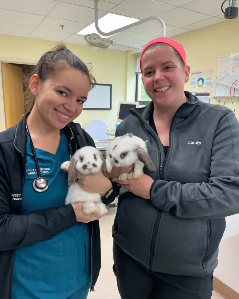 Concord MA Small Mammal Veterinary Care for Animals