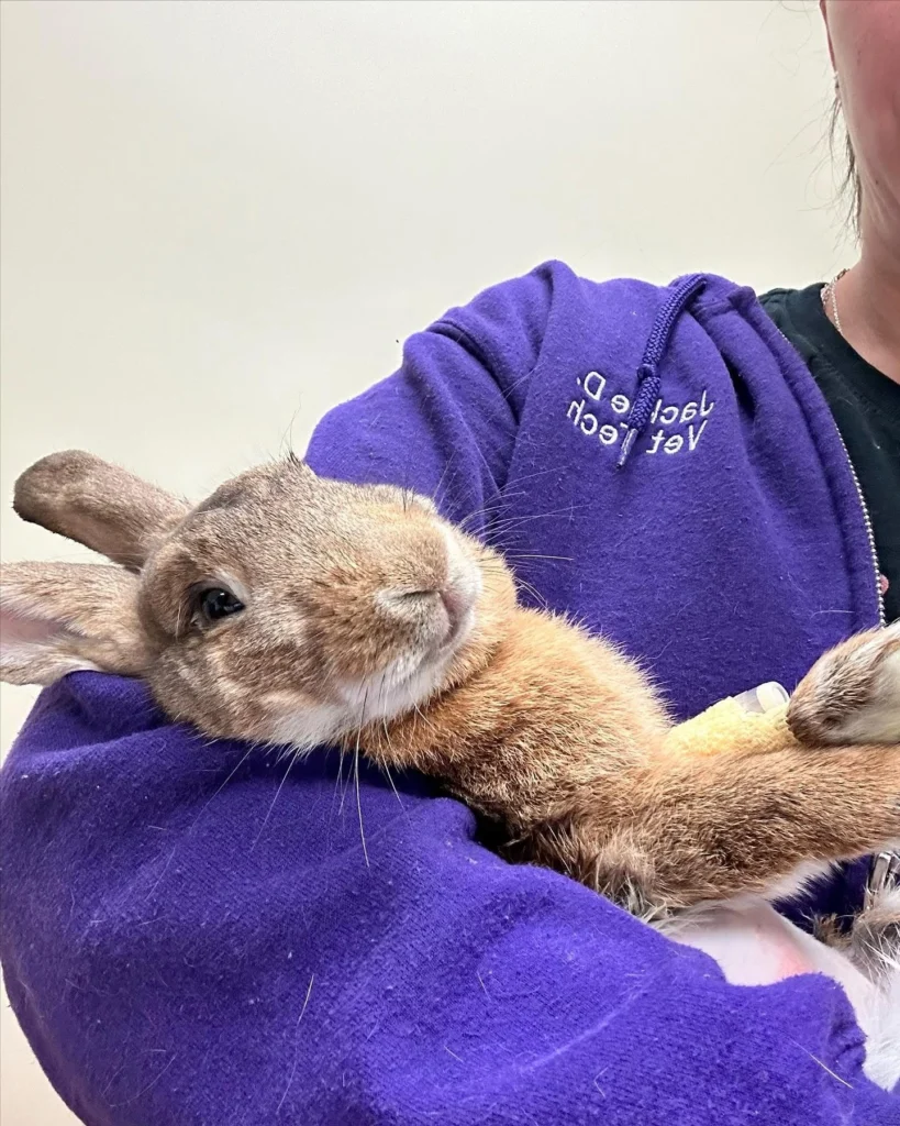 Rabbit Veterinarian Near Concord MA: What Rabbit Owners Should Know