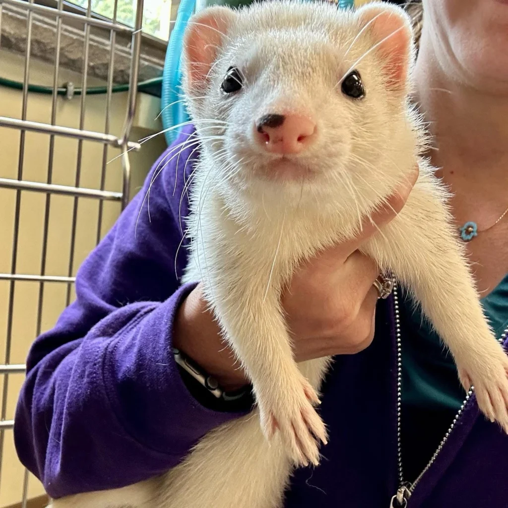 Ferret Vet Concord MA