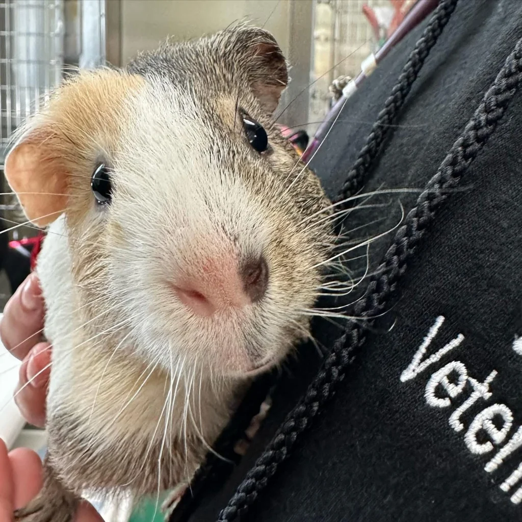 Guinea Pig Vet Concord