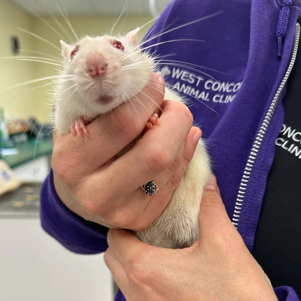 Hamster Animal Hospital