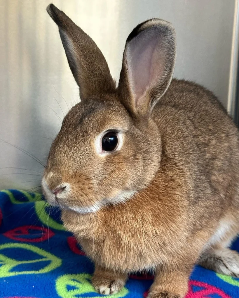 Rabbit Dental Problems: Why Rabbits Often Need Specialized Dental Care